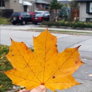 Meet your Posher, Faye